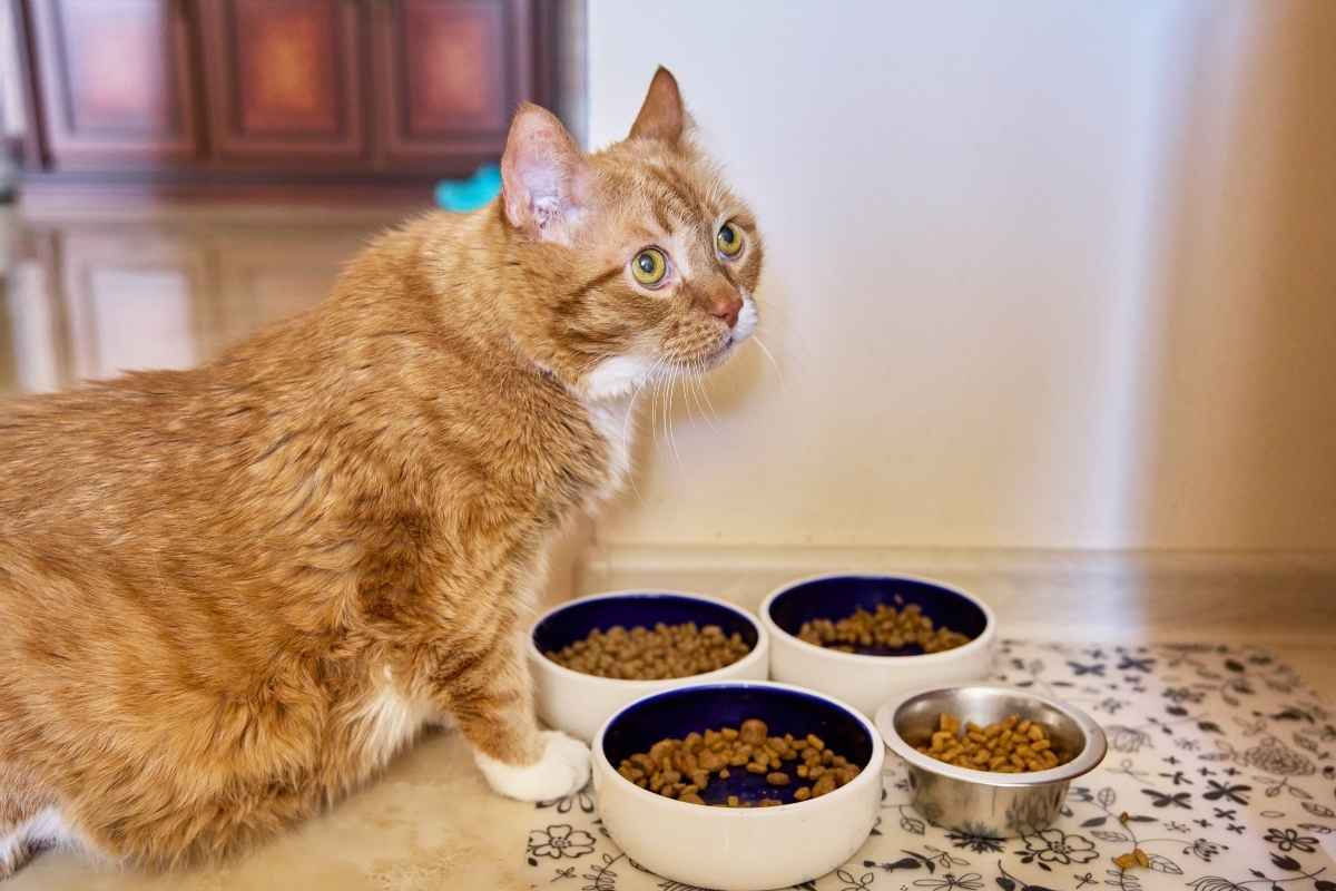 Best Nutrition Tips for Senior Cats: Choosing the Right Foods for Lifelong Health