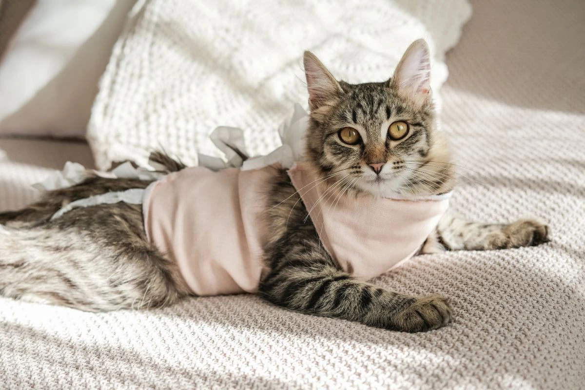 cat surgery recovery