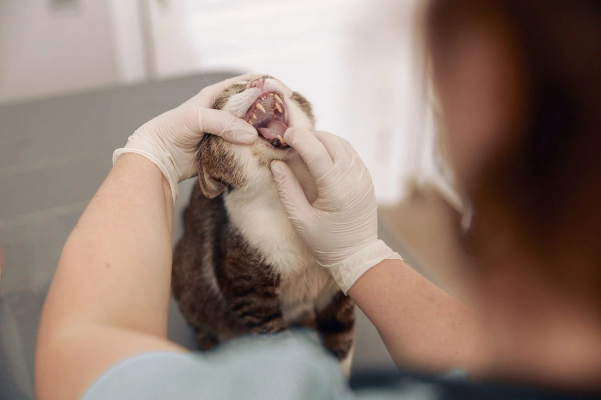 cat dental care services