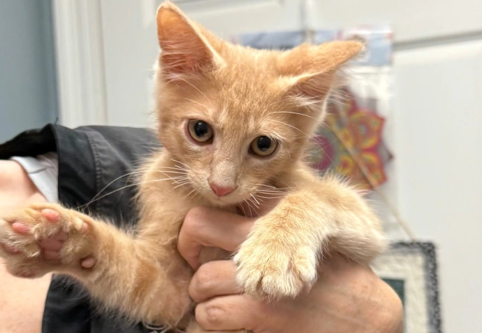 Pain Management For Your Cat in New Orleans, LA | Cat Practice