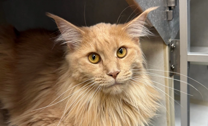 Senior Cat Care