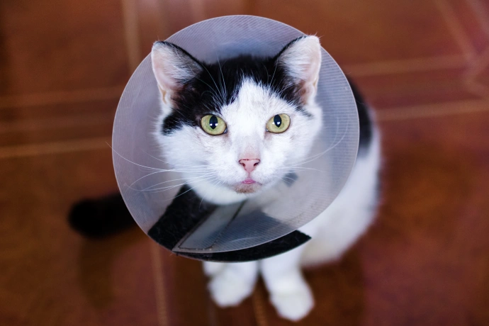 Surgical Services for Cats