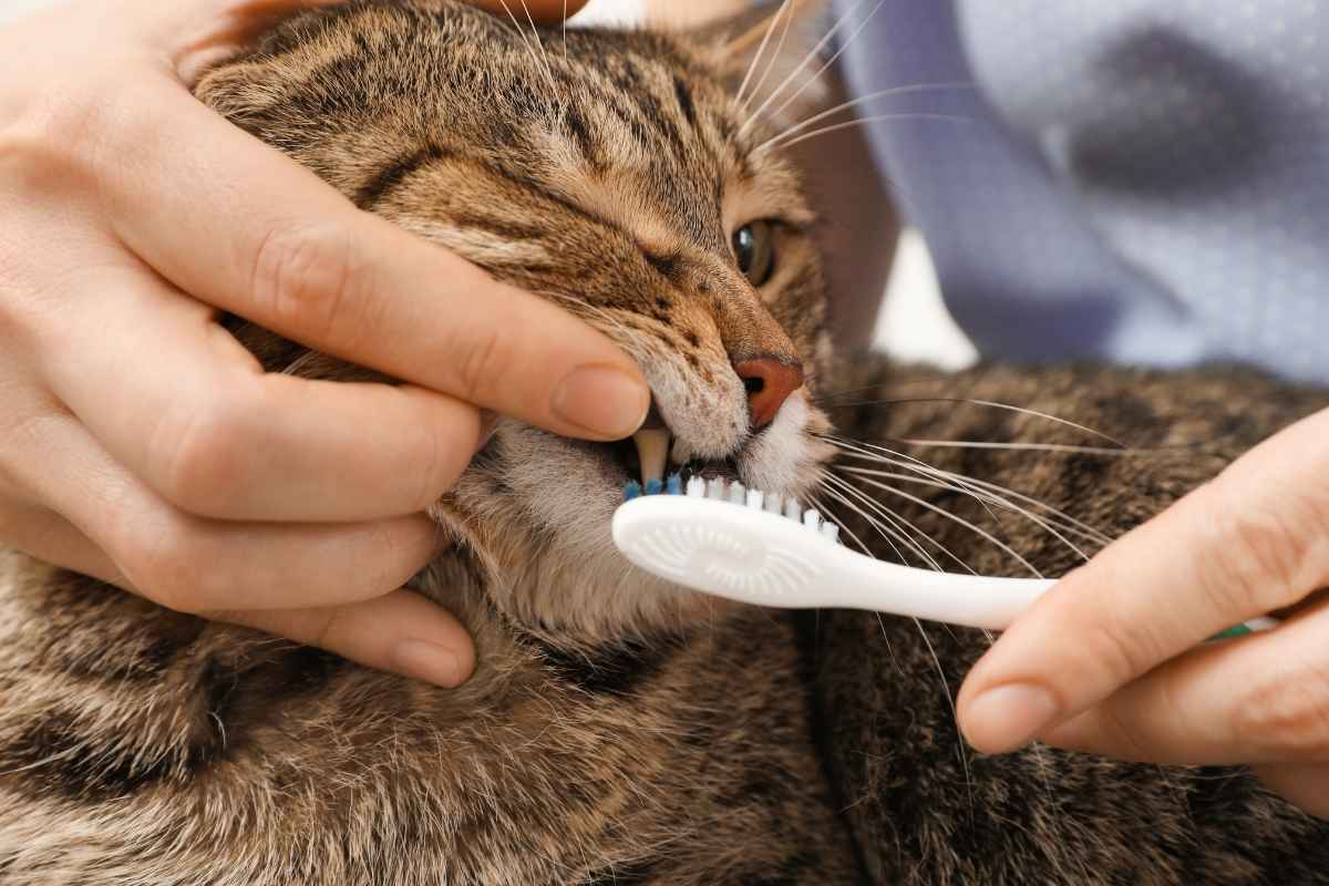 cat toothpaste options