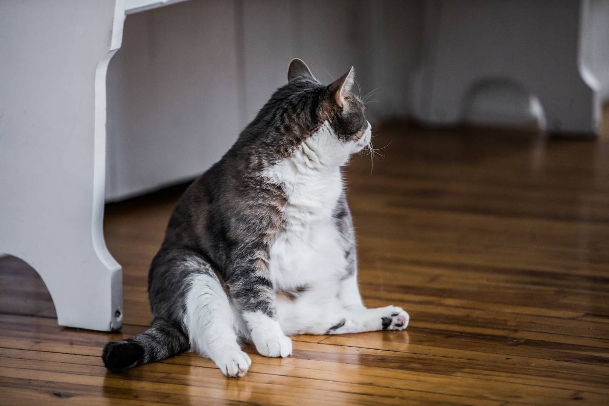 Cat Weight Gain After Spaying Causes Explained