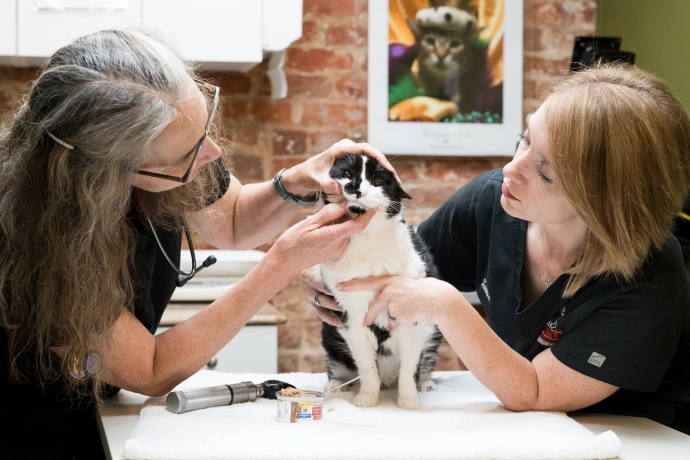 Dental Care for Cats