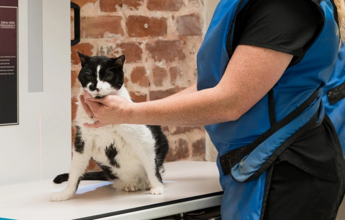 Cat Emergencies