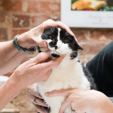 Dental Care for Cats