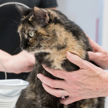 Pet Surgical Services