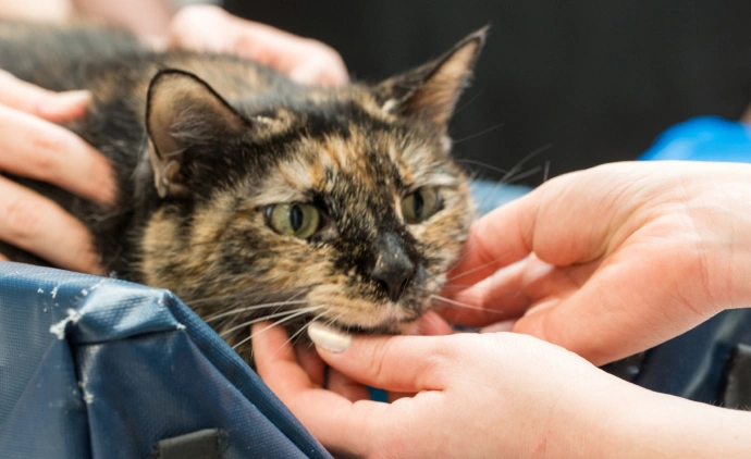 Our PetDesk App