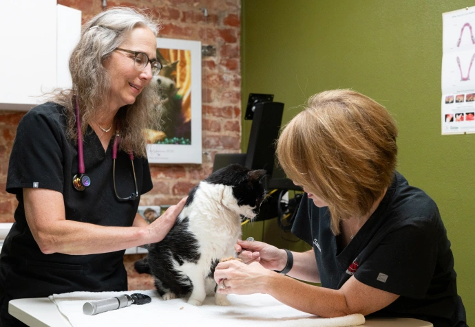 Pain Management for Cats