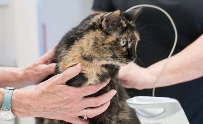 The Cat Practice Special Offers