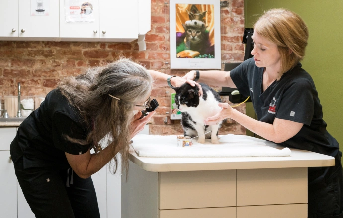 Therapeutic Care for Cats